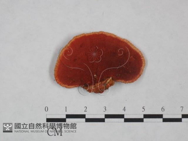 血紅密孔菌藏品圖，第3張
