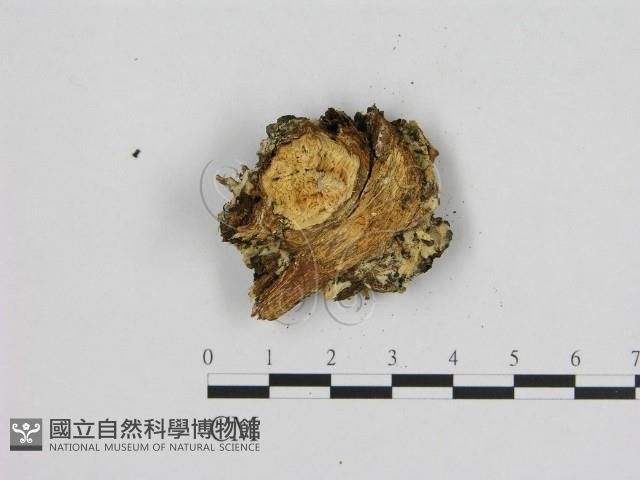 寡孔菌屬藏品圖，第3張