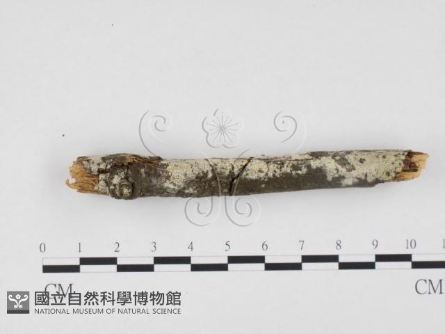 冇骨消絲齒菌藏品圖，第3張