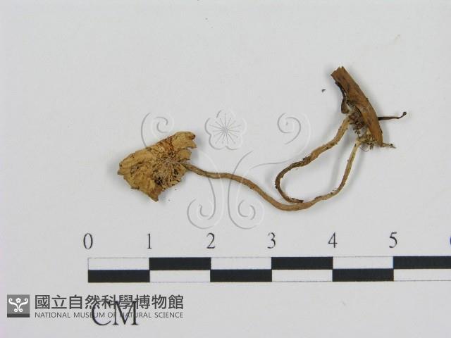 登錄號:F0003050藏品圖，第3張