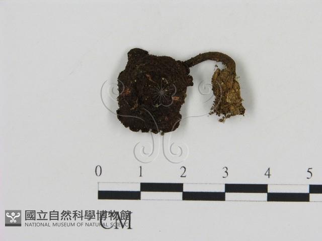 登錄號:F0013050藏品圖，第3張