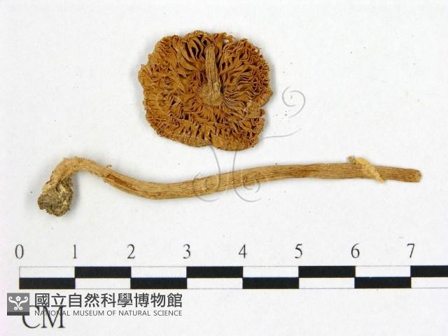 登錄號:F0008350藏品圖，第3張