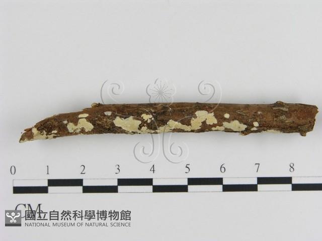 登錄號:F0000350藏品圖，第3張