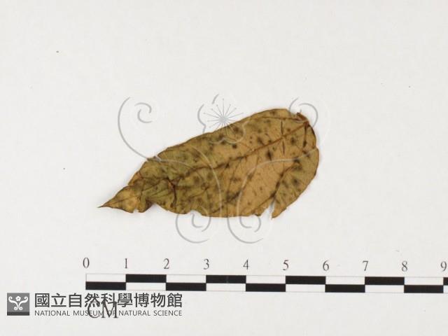 登錄號:F0026350藏品圖，第1張