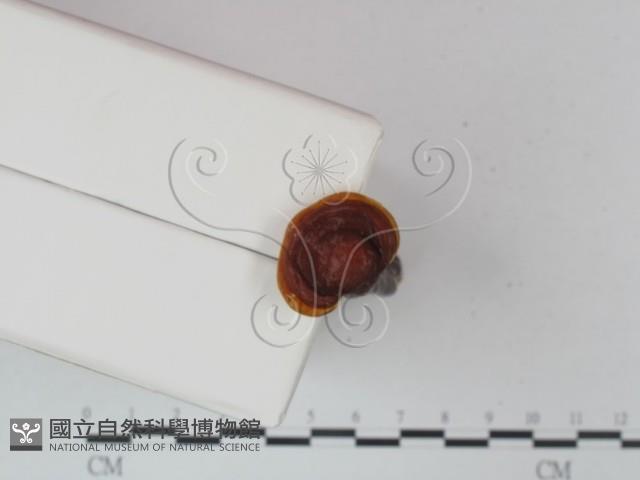登錄號:F0021350藏品圖，第3張