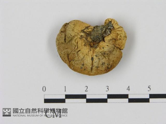 登錄號:F0004350藏品圖，第3張