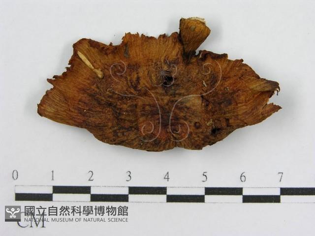 登錄號:F0012350藏品圖，第3張
