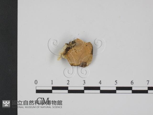 登錄號:F0007350藏品圖，第3張