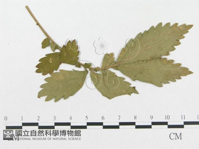 登錄號:F0019350藏品圖，第1張