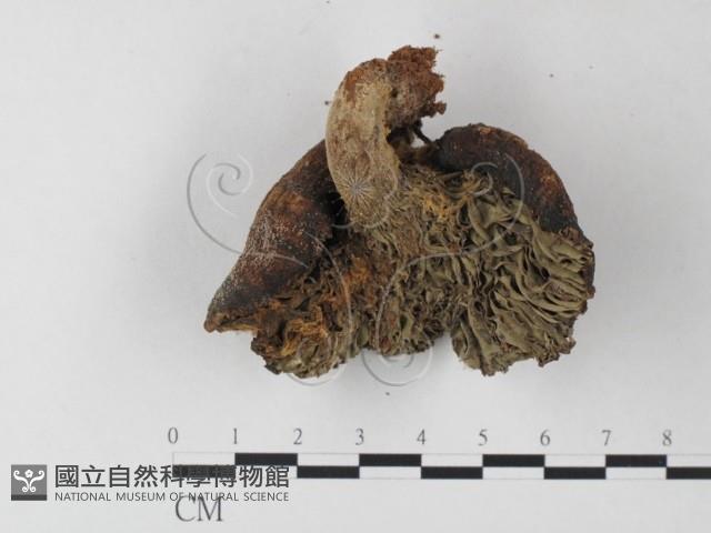 紅菇屬藏品圖，第3張
