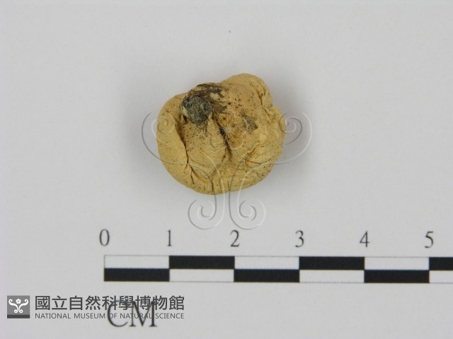 登錄號:F0003350藏品圖，第3張