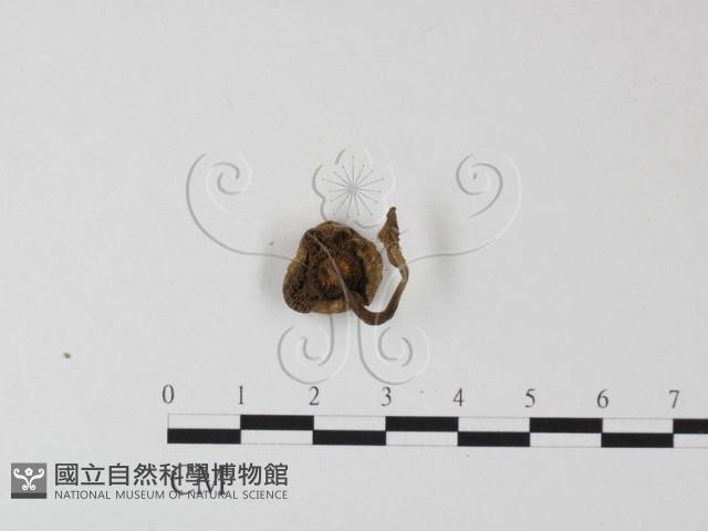 登錄號:F0013350藏品圖，第3張