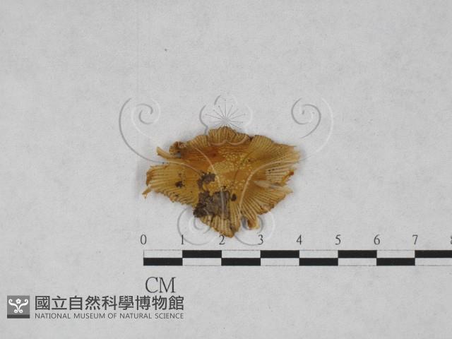 鵝膏屬藏品圖，第3張