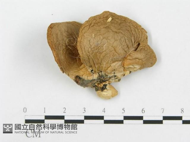 糙皮側耳藏品圖，第3張