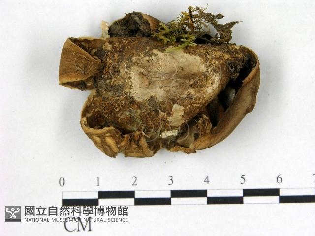 登錄號:F0020240藏品圖，第3張