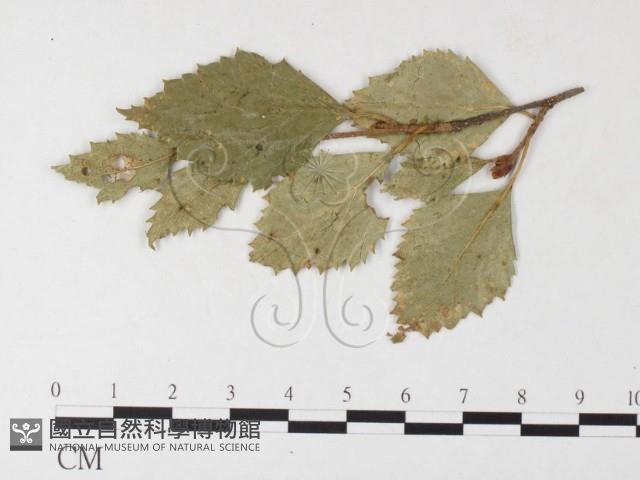登錄號:F0026240藏品圖，第1張