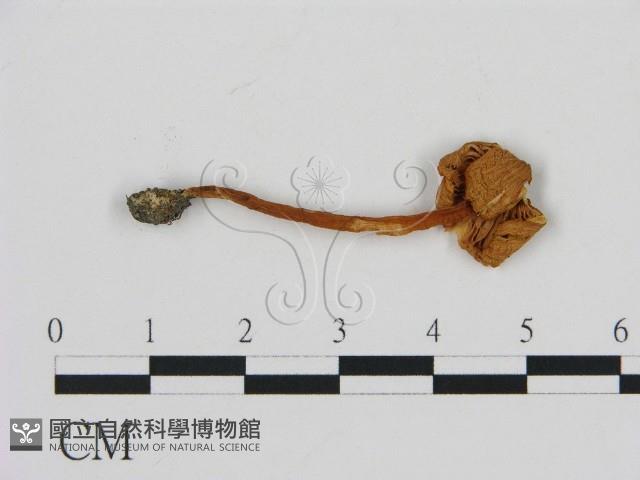 登錄號:F0016240藏品圖，第3張