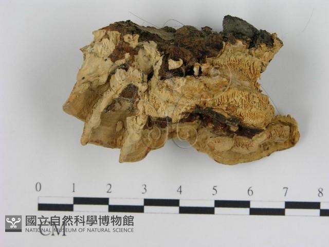 登錄號:F0004240藏品圖，第3張