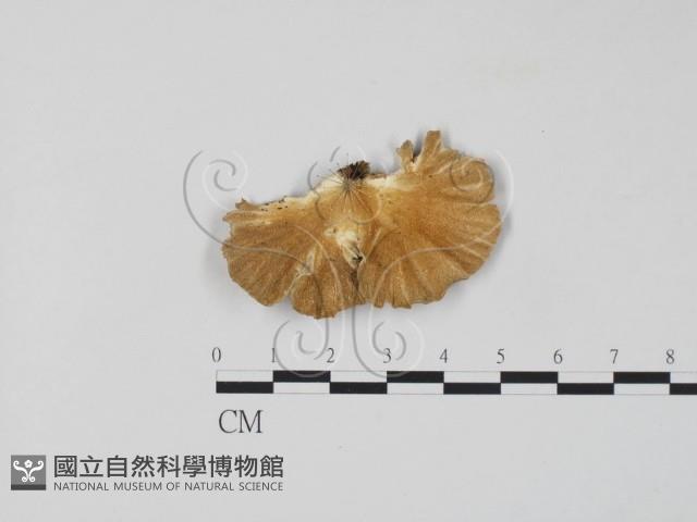 雲芝藏品圖，第3張