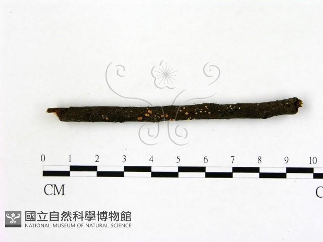 登錄號:F0012240藏品圖，第3張