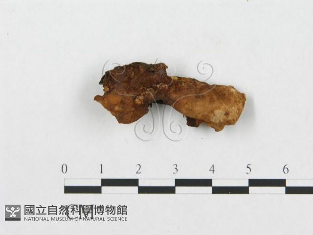 登錄號:F0007240藏品圖，第1張