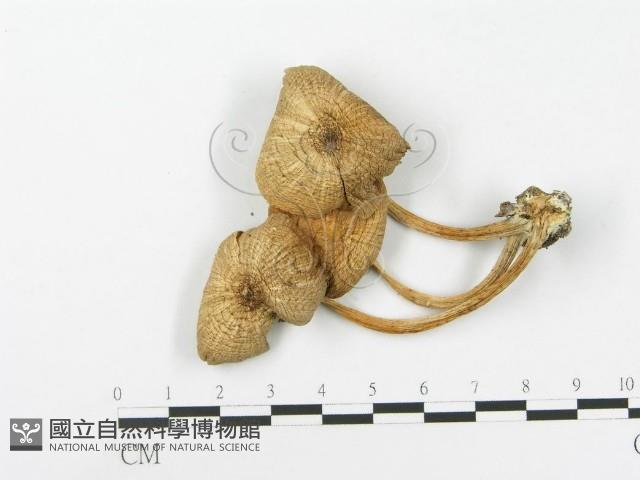 登錄號:F0005240藏品圖，第3張