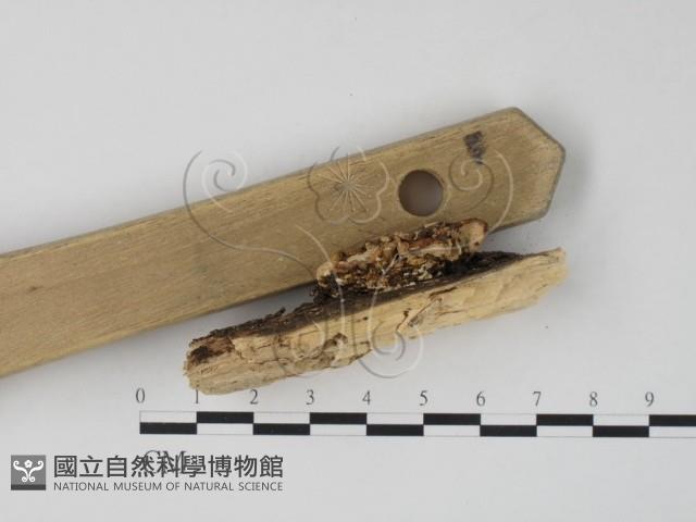 栓菌屬藏品圖，第3張