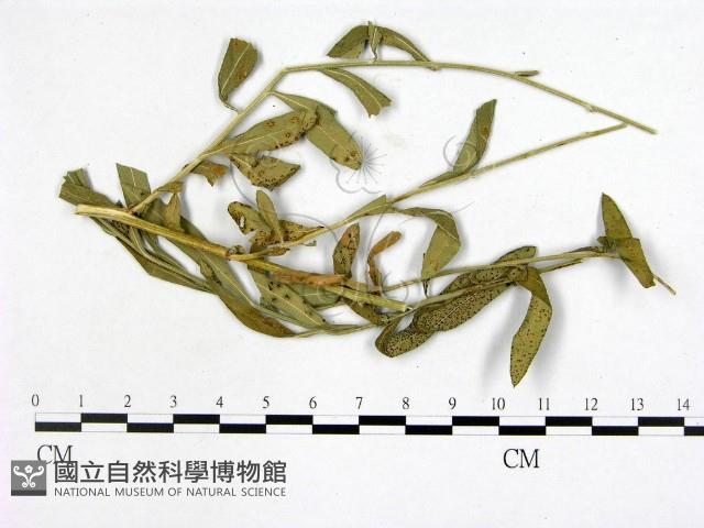 登錄號:F0019240藏品圖，第3張