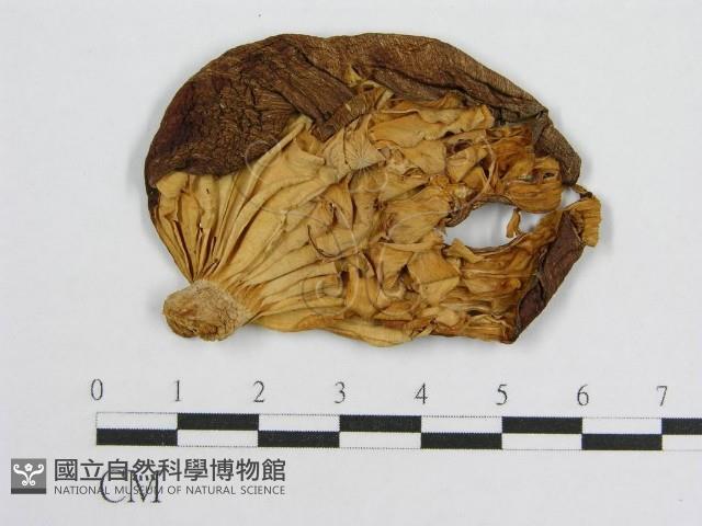 登錄號:F0013240藏品圖，第3張