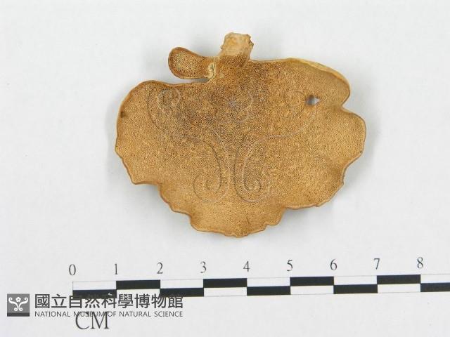 多孔菌屬藏品圖，第3張