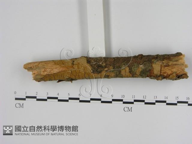 刺革菌屬藏品圖，第3張