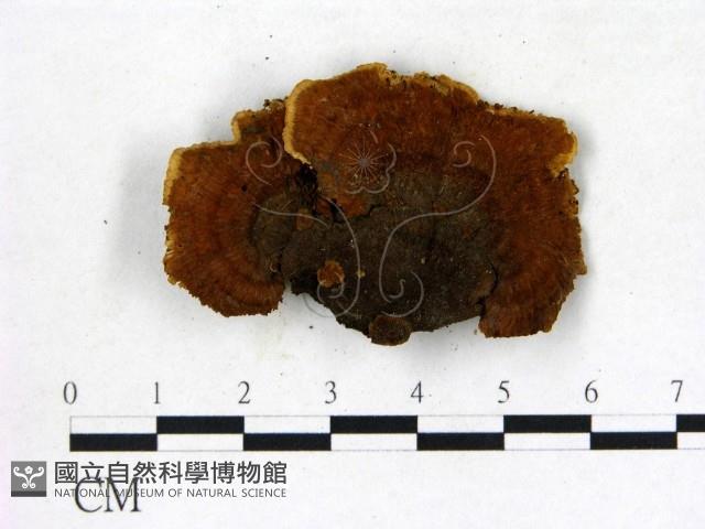 登錄號:F0006840藏品圖，第3張