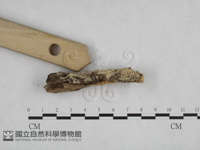 登錄號:F0024840藏品圖，第3張