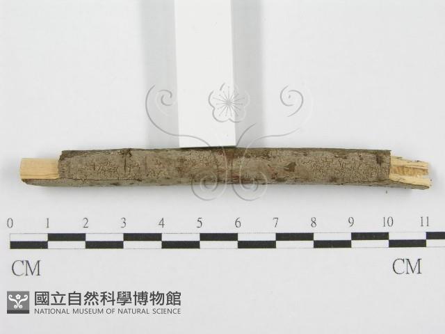 筍殼菌屬藏品圖，第3張
