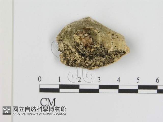 登錄號:F0005840藏品圖，第3張