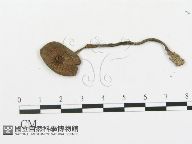 傘菌屬藏品圖，第3張