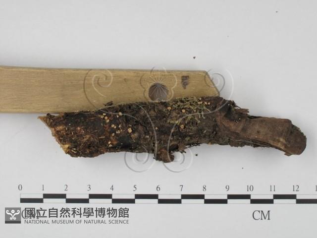 登錄號:F0009840藏品圖，第3張