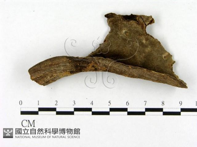 登錄號:F0019840藏品圖，第3張