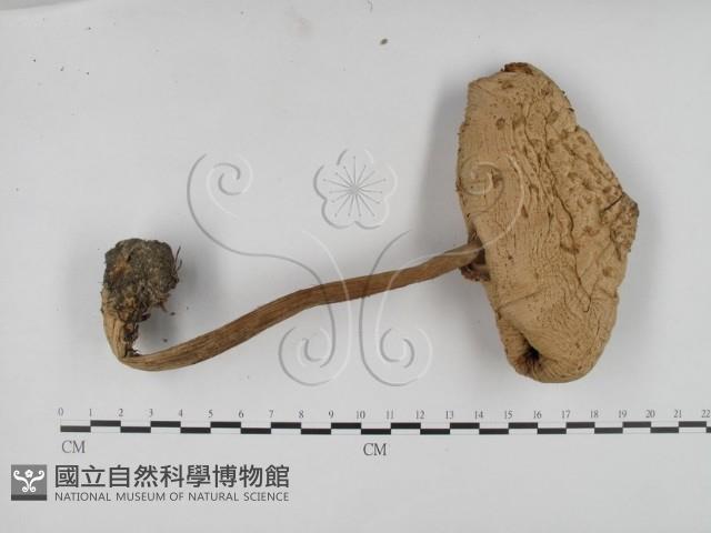 登錄號:F0003840藏品圖，第3張