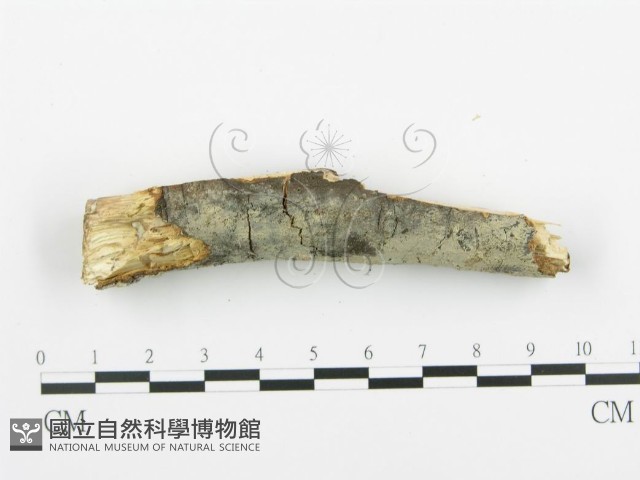 登錄號:F0013840藏品圖，第3張