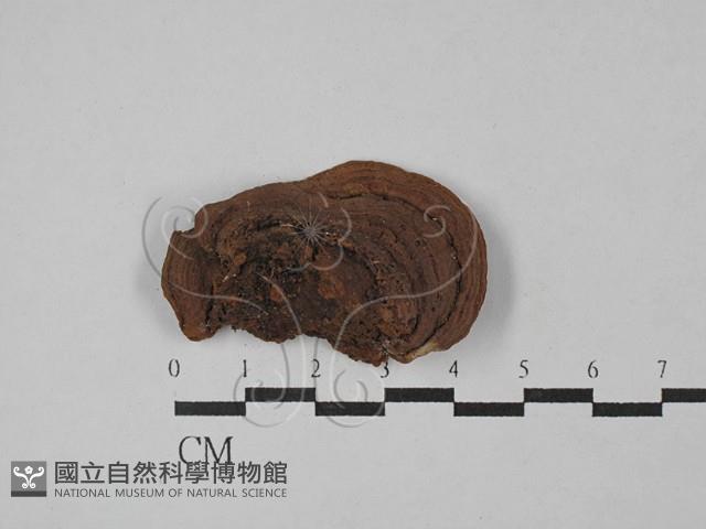 木層孔菌屬藏品圖，第3張