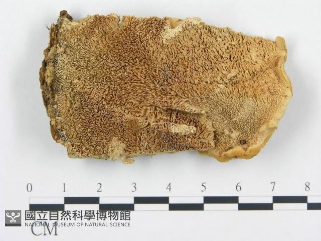登錄號:F0000940藏品圖，第3張