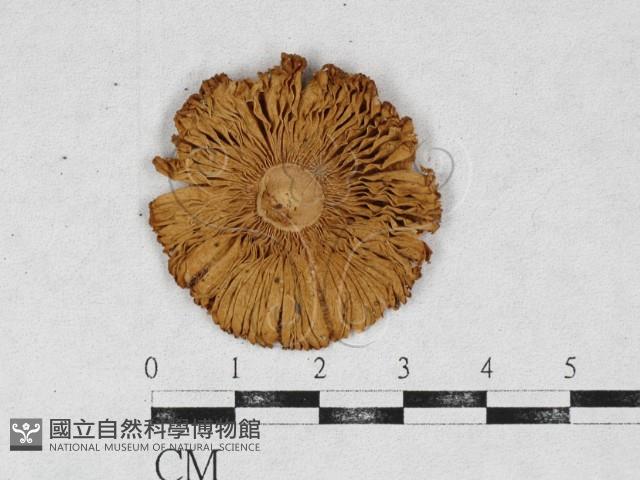 登錄號:F0026940藏品圖，第3張