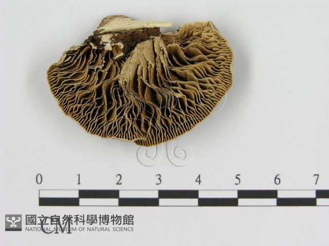 登錄號:F0006940藏品圖，第3張