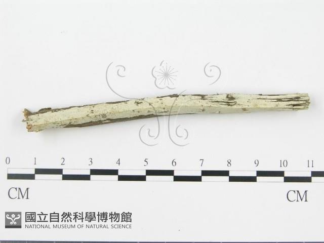 盤革菌屬藏品圖，第3張