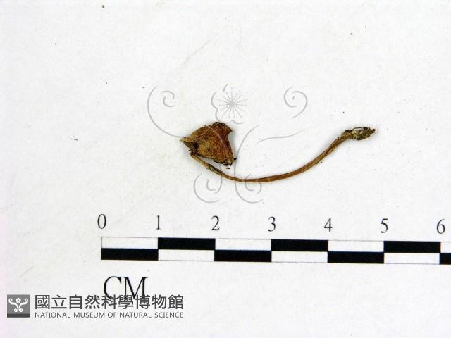 登錄號:F0021940藏品圖，第3張
