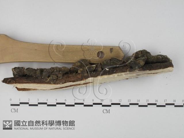 雲芝藏品圖，第3張