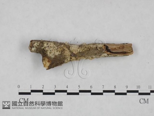 登錄號:F0024940藏品圖，第3張