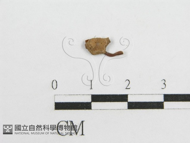 微皮傘屬藏品圖，第3張