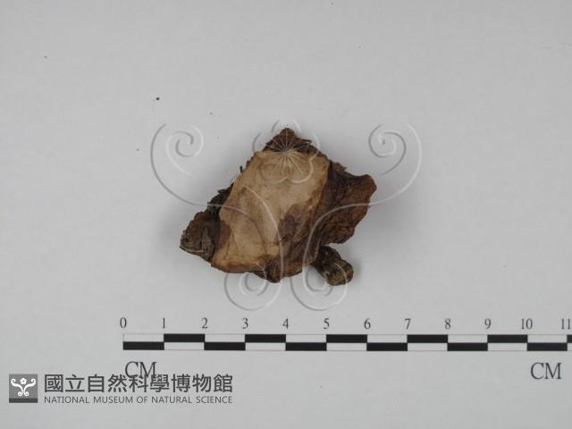 登錄號:F0012940藏品圖，第3張